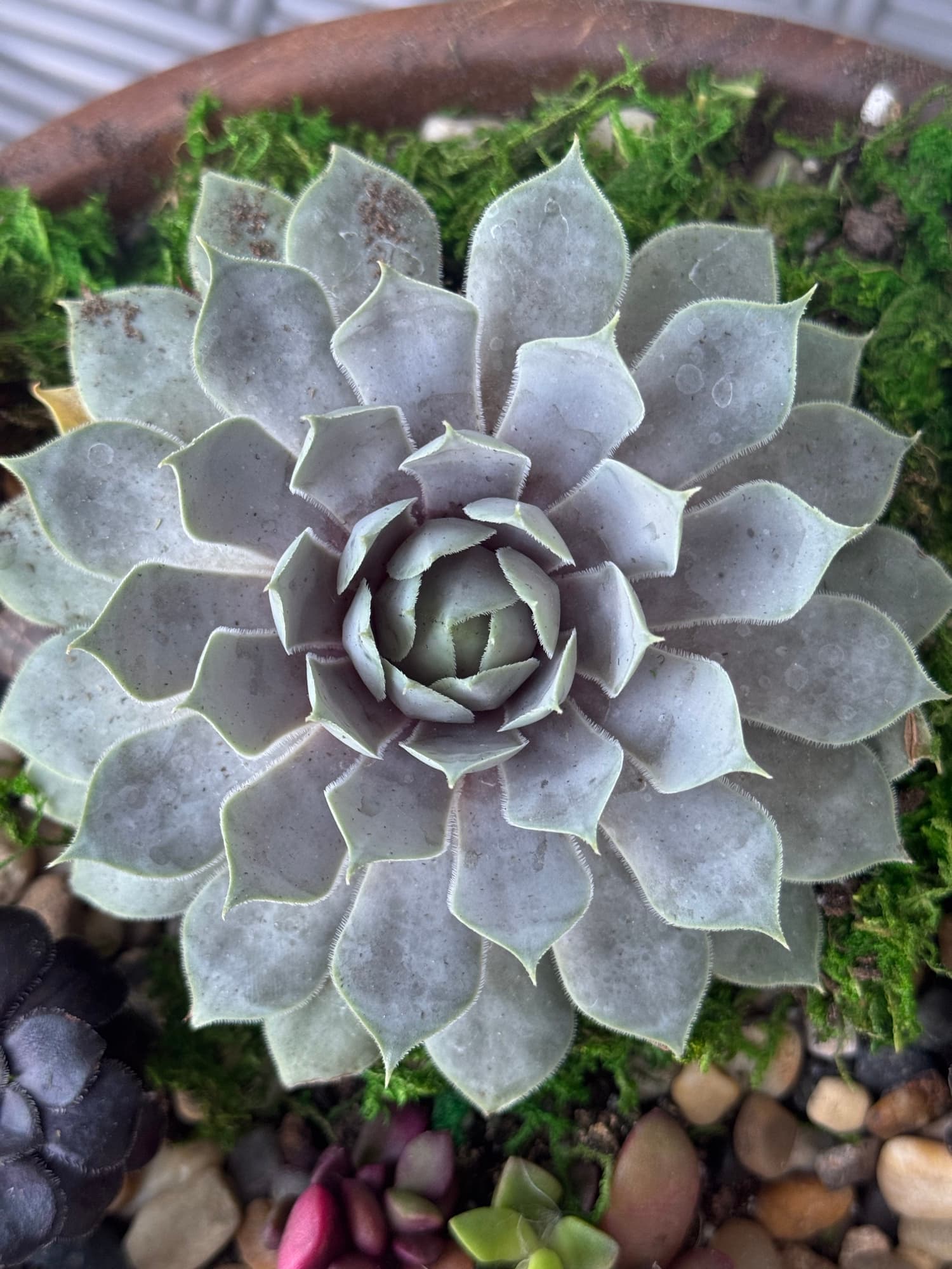 A pale grey-green rosette seen from directly above, its leaves spiralling out in perfect order.