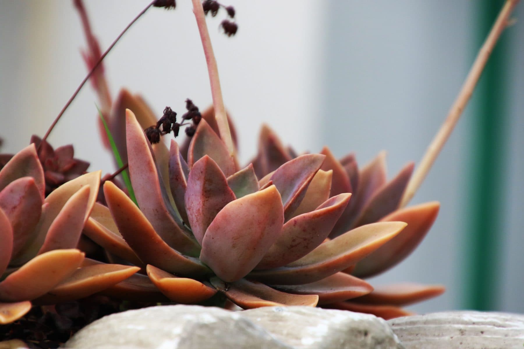 A blush and terracotta rosette at eye level, its spent flower stalks arcing above a pale stone.