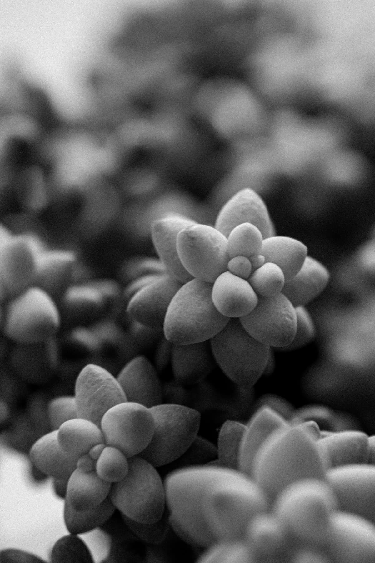 A cluster of plump sedum rosettes in black and white, close and softly lit.