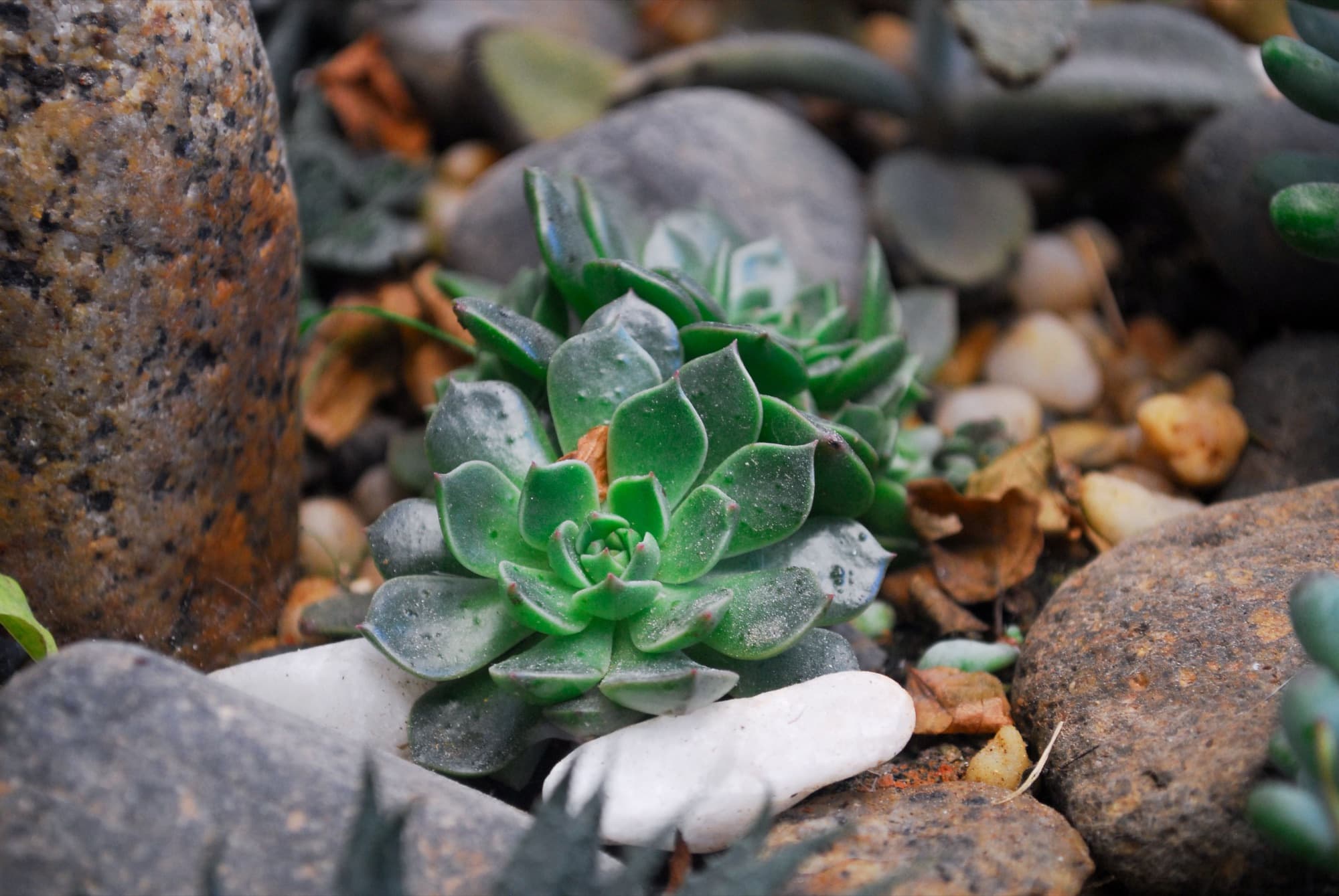 A green echeveria growing among river stones, a few dried leaves around its base.