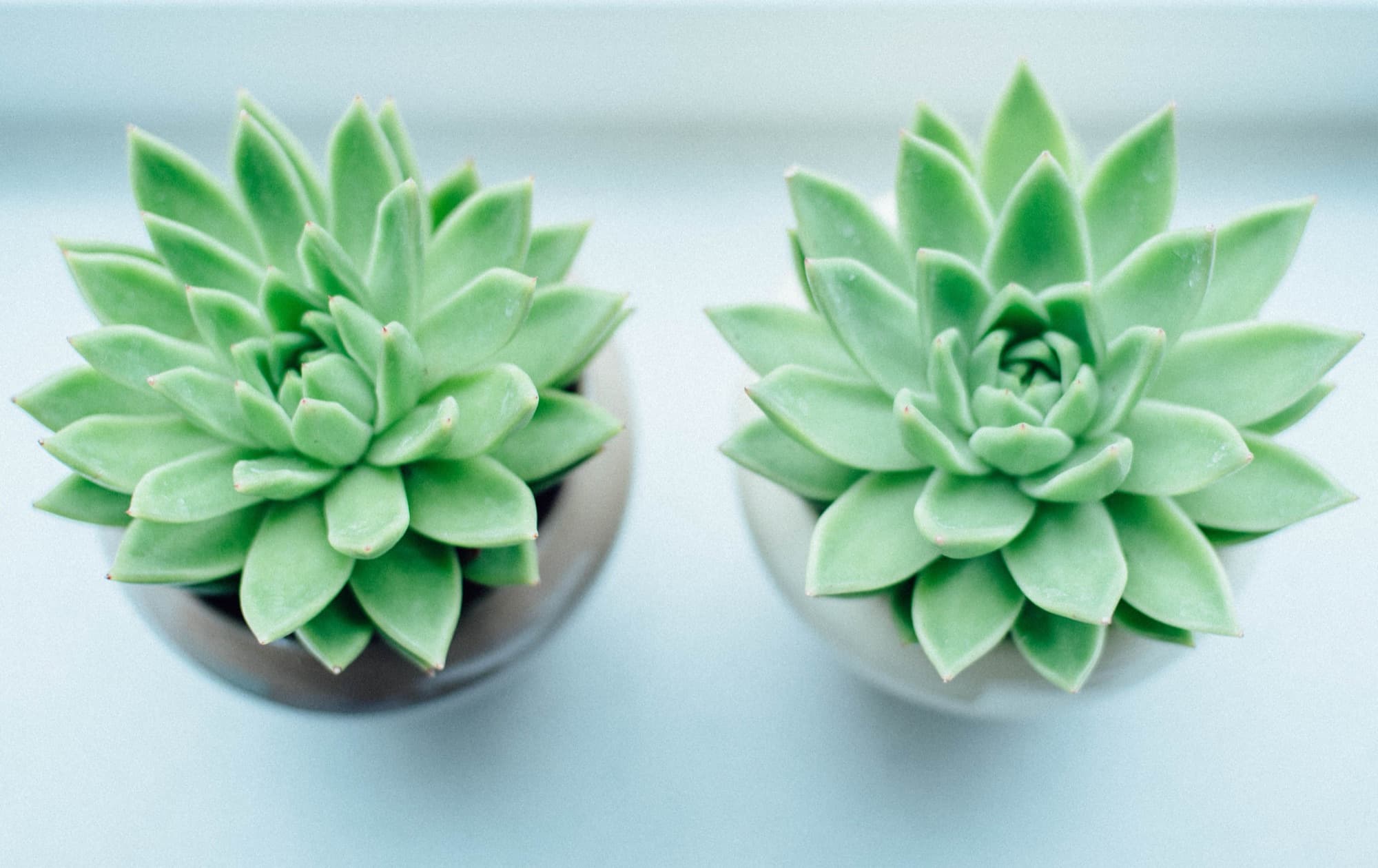 Two pale green echeveria rosettes in matching pots on a soft blue ground.