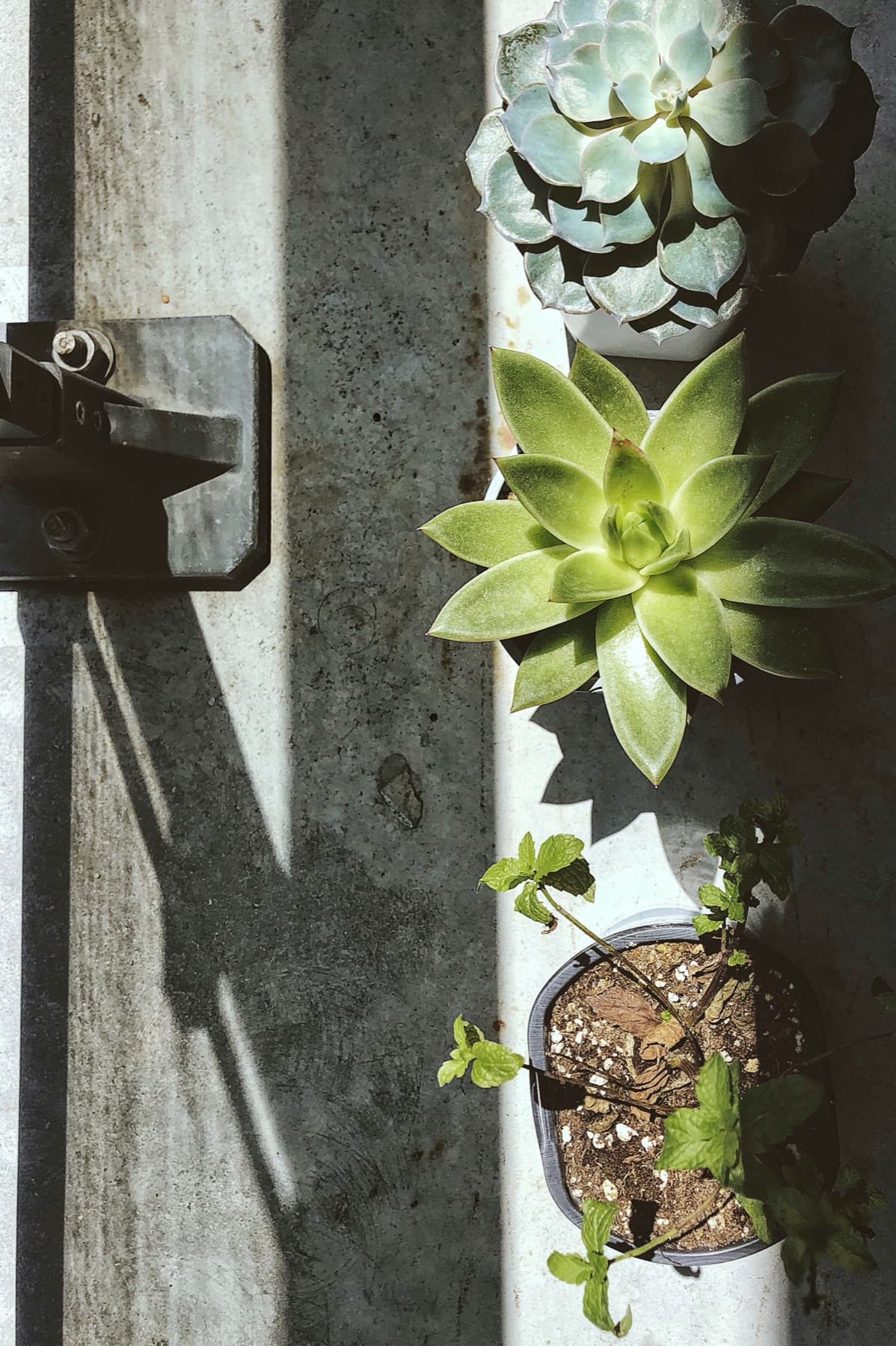 Potted succulents lined along a sunlit concrete ledge, seen from above, one showing its gritty soil.