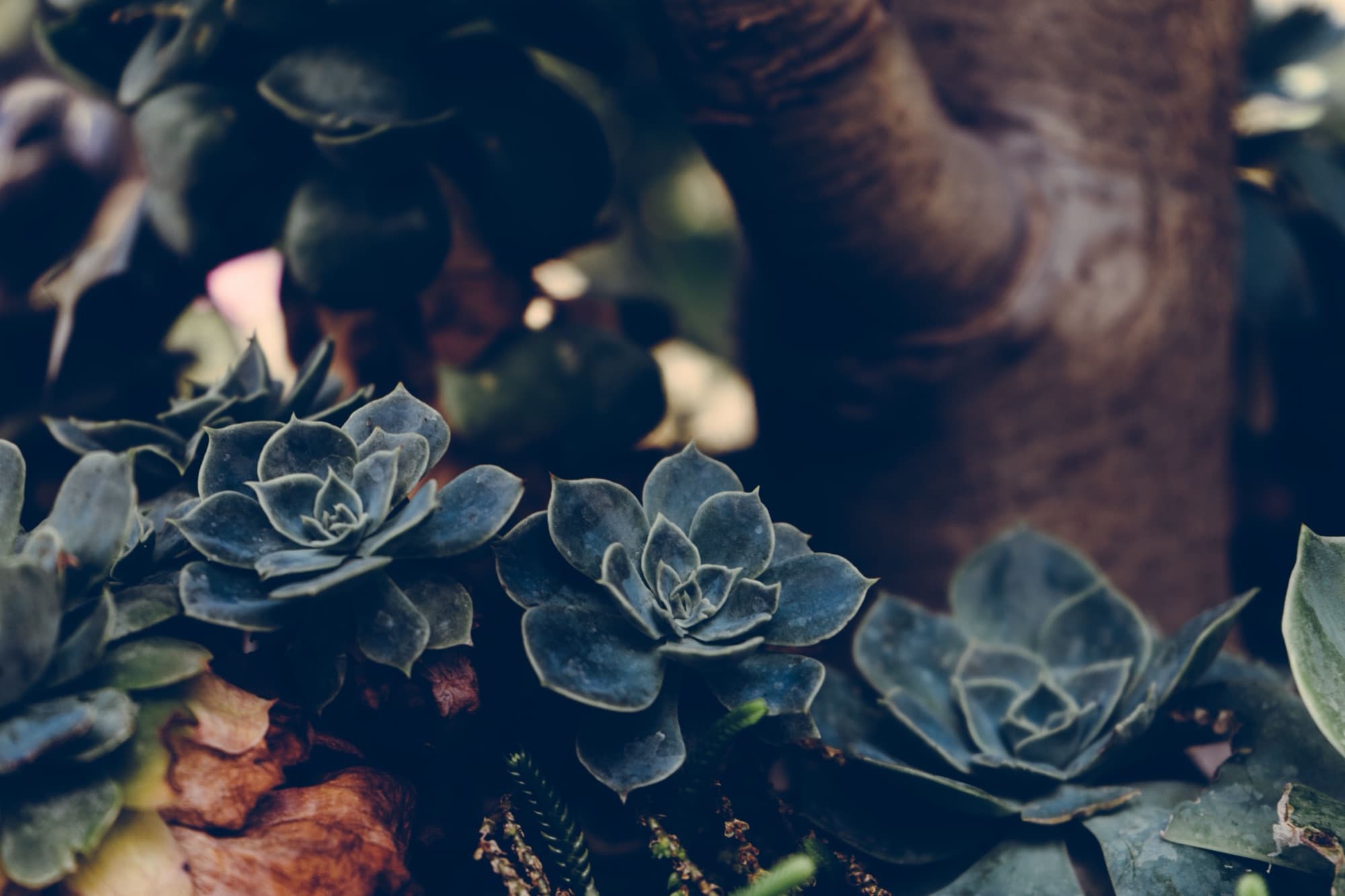 Deep blue-green rosettes in shadow beneath a tree, in the By Candlelight register.