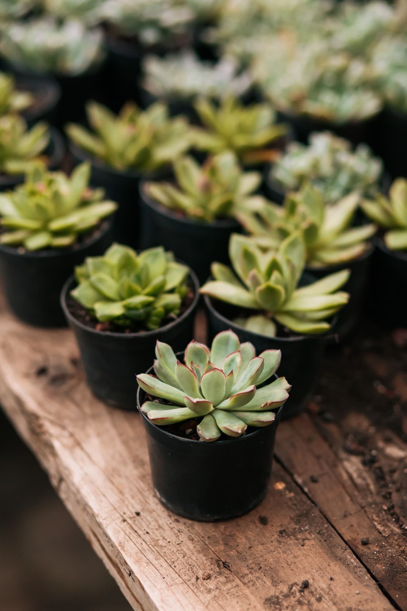 Small nursery pots of young echeveria lined up on a weathered wooden bench.