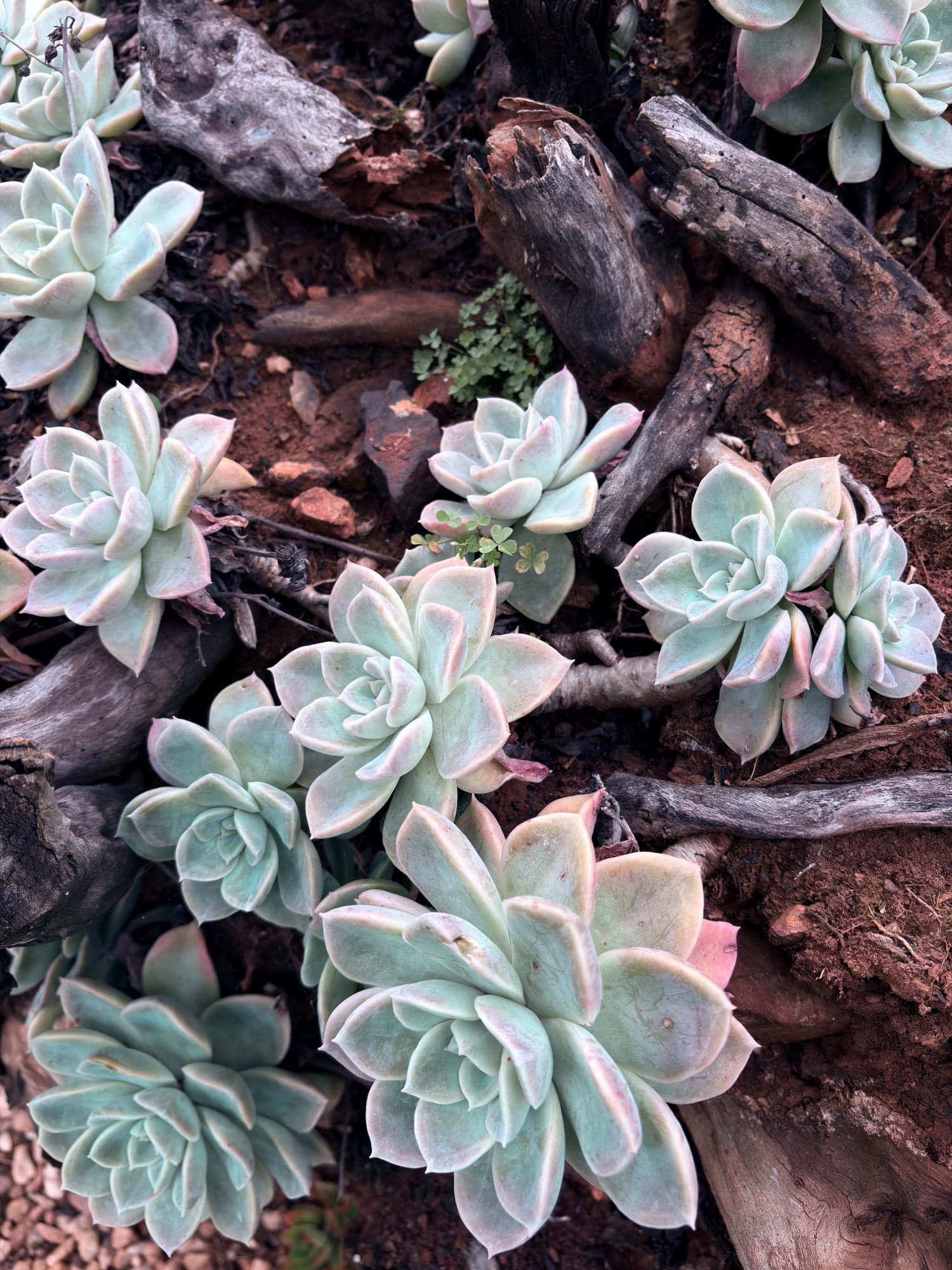 Pale ghost-plant rosettes growing over weathered driftwood and red earth.