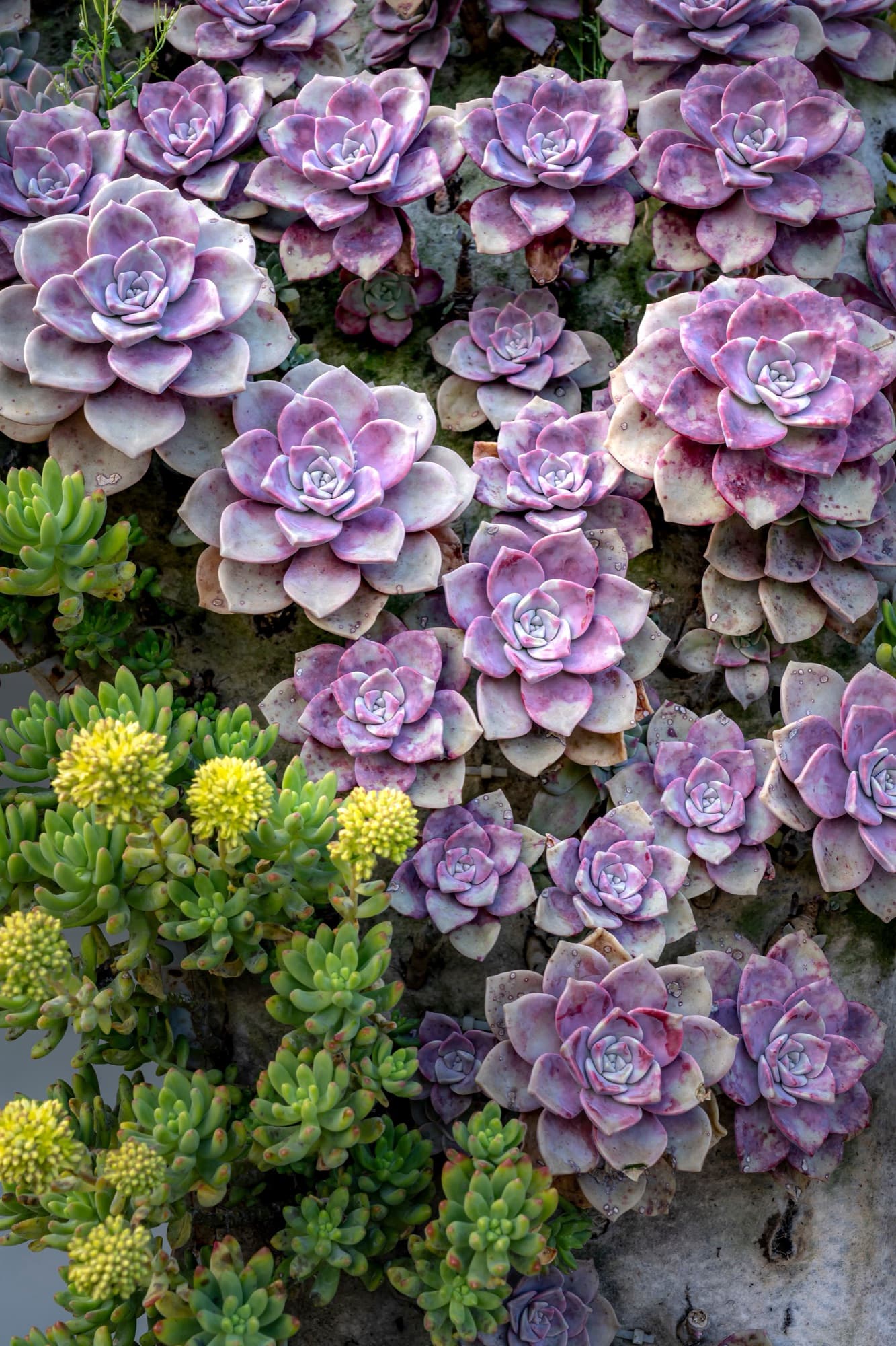 A dense wall of plum-flushed echeveria rosettes among green and gold sedum.