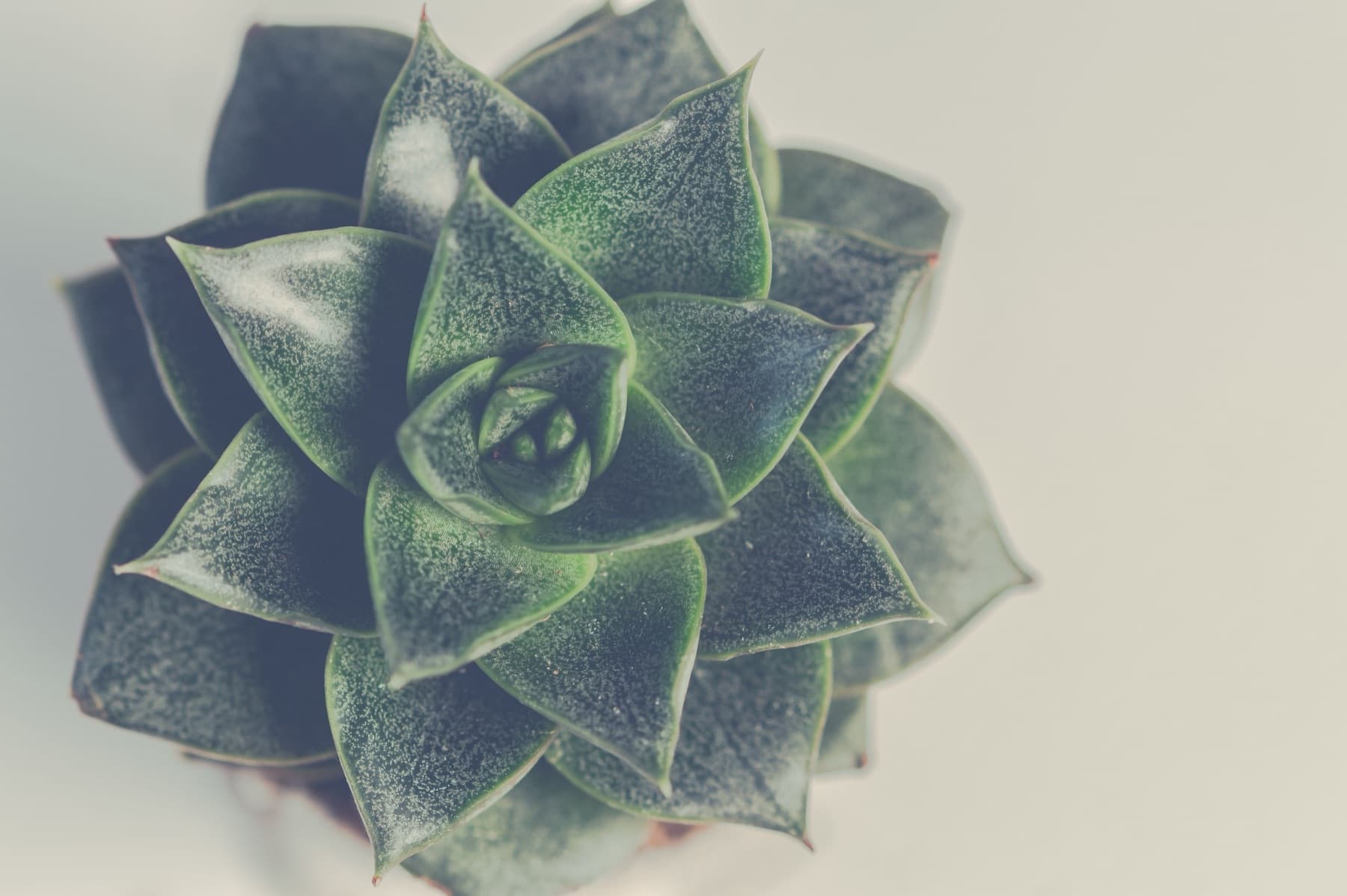 A single deep-green rosette on a pale, quiet background — still, and holding.