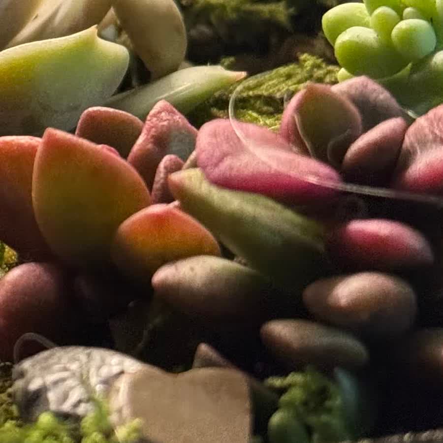 Close-up of the red-tipped sedum in our first creation.